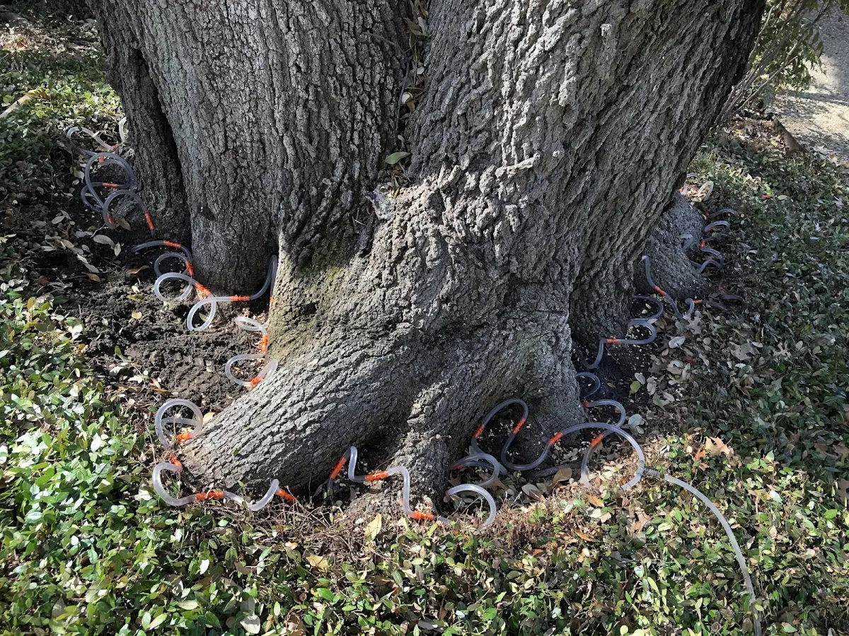 Detailed Tree Cabling and Bracing job site in Sparks