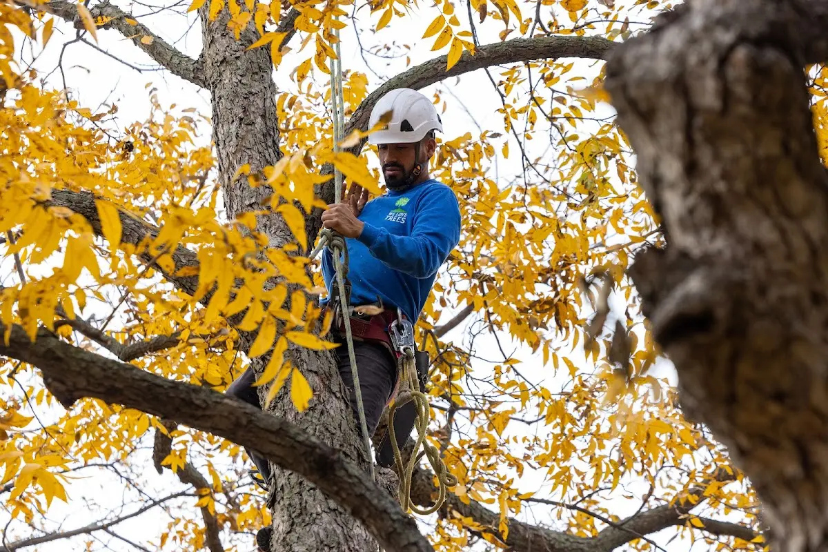 Skilled Tree Transplanting crew working in Sparks