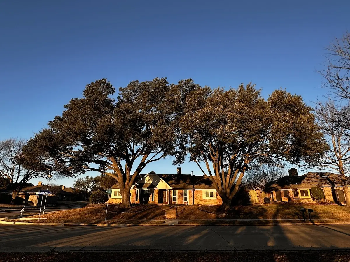 Established residential canopy tree shading a home in Sparks
